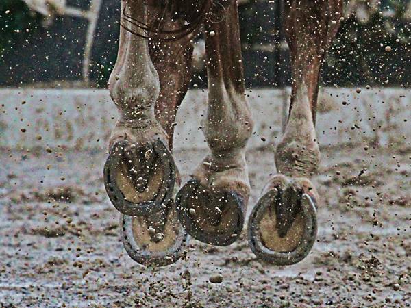 The hooves of working horses are protected with steel shoes and nails.