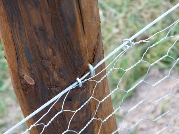 Asegure el alambre de gallinero a los postes de madera con clavos en forma de U.